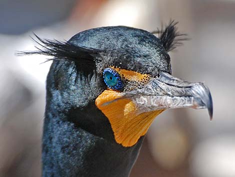 Double-crested Cormorant (Phalacrocorax auritus)