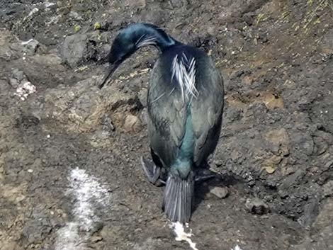 Pelagic Cormorant (Phalacrocorax pelagicus)