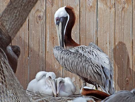 Atlantic Brown Pelican (Pelecanus occidentalis carolinensis)