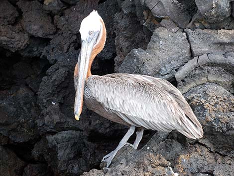 Galapagos Brown Pelican (Pelecanus occidentalis urinator)