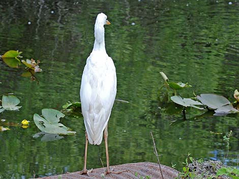 Great White Heron (Ardea herodias occidentalis)