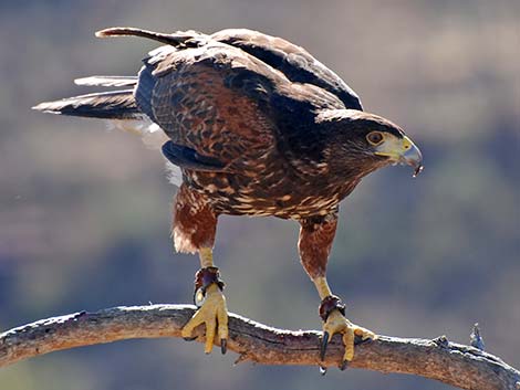 Harris' Hawk (Parabuteo unicinctus)