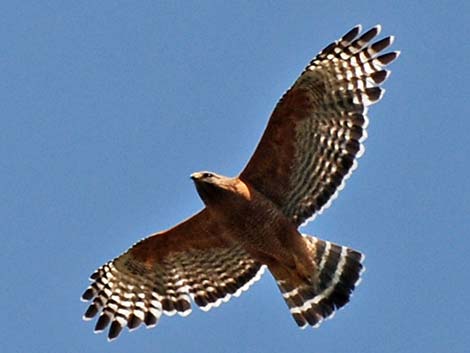Red-shouldered Hawk (Buteo lineatus)