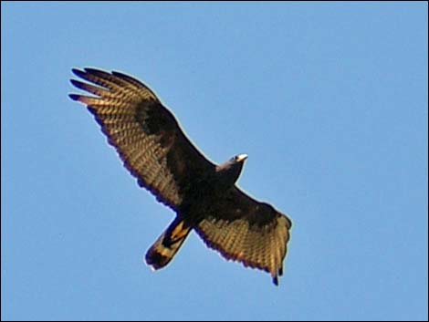 Zone-tailed Hawk (Buteo albonotatus)