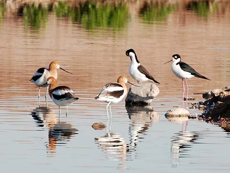 Recurvirostridae, Stilts and Avocets