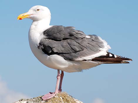 Western Gull (Larus occidentalis)