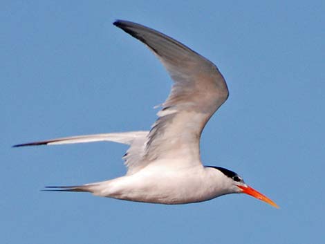 Elegant Tern (Thalasseus elegans)
