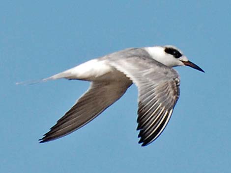 Forster's Tern (Sterna forsteri)