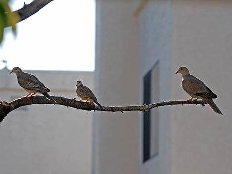 Pigeons and Doves (Columbiformes)