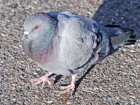 Rock Pigeon (Columba livia)