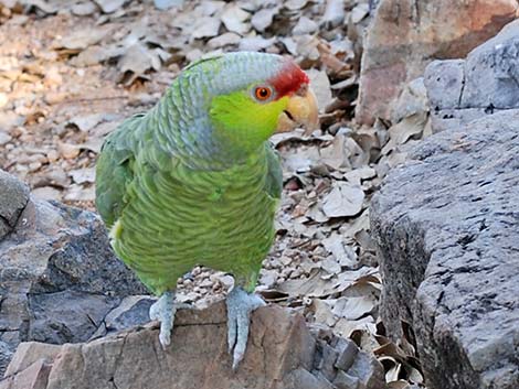 Lilac-crowned Parrot (Amazona finschi)