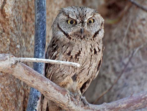 Western Screech-Owl (Otus kennicottii)