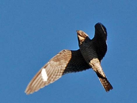 Common Nighthawk (Chordeiles minor)
