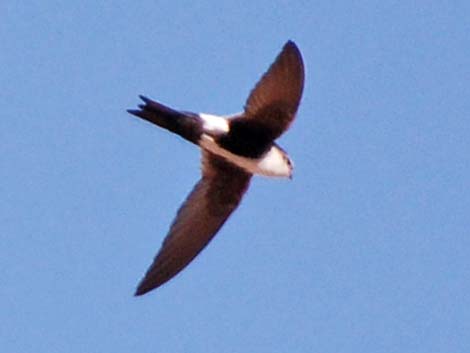 White-throated Swift (Aeronautes saxatalis)