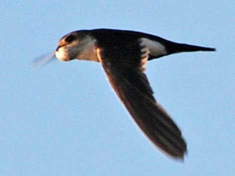 White-throated Swift (Aeronautes saxatalis)