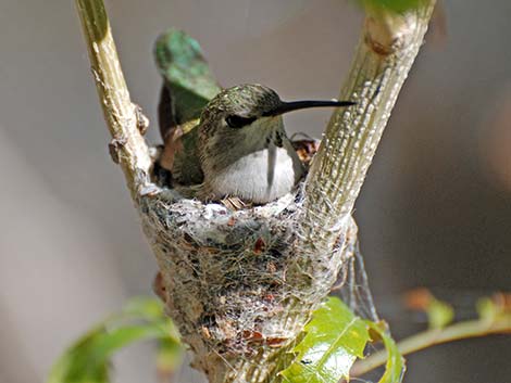 Costa's Hummingbird (Calypte costae)
