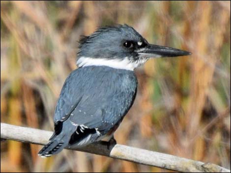 Belted Kingfisher (Ceryle alcyon)
