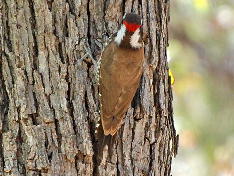 Arizona Woodpecker (Picoides arizonae)
