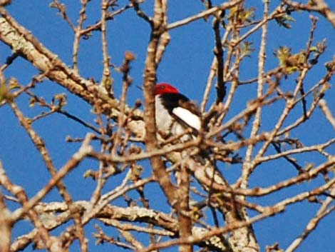 Red-headed Woodpeckers (Melanerpes erythrocephalus)