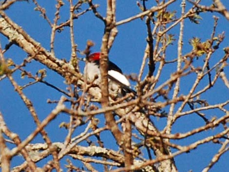 Red-headed Woodpeckers (Melanerpes erythrocephalus)