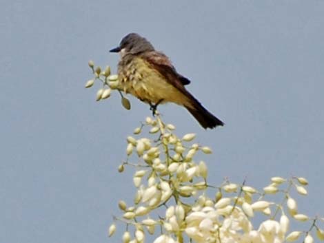 Cassin's Kingbird (Tyrannus vociferans)