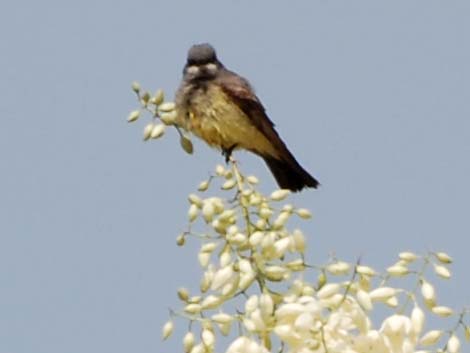 Cassin's Kingbird (Tyrannus vociferans)