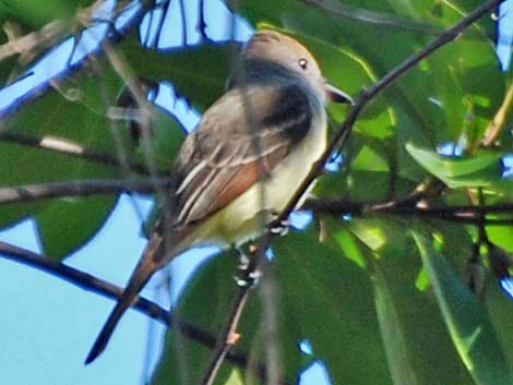 Great Crested Flycatcher(Myiarchus cinerascens)