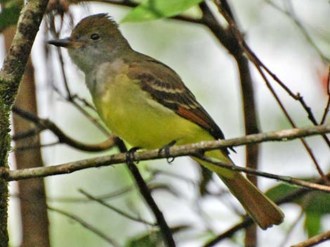 Great Crested Flycatcher(Myiarchus cinerascens)