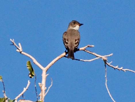 Olive-sided Flycatcher (Contopus cooperi)