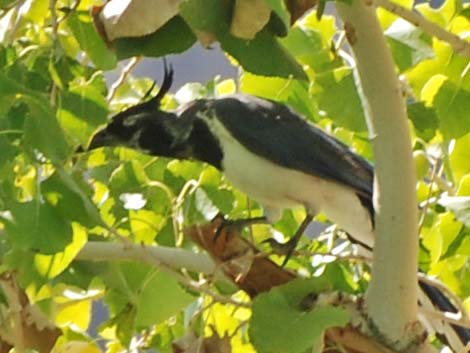 Black-throated Magpie Jay (Calocitta colliei)