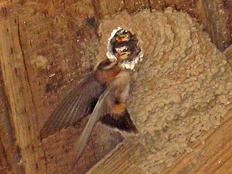 Cliff Swallow (Petrochelidon pyrrhonota)