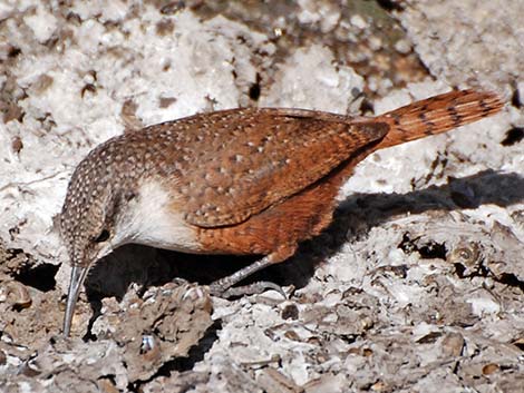 Canyon Wren (Catherpes mexicanus)
