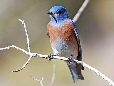 Western Bluebird (Sialia mexicana)