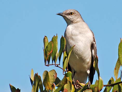 Northern Mockingbird (Mimus polyglottos)