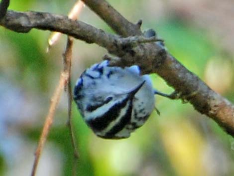 Black-and-White Warbler (Mniotilta varia)