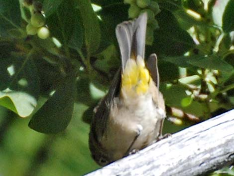 Virginia's Warbler (Vermivora virginiae)