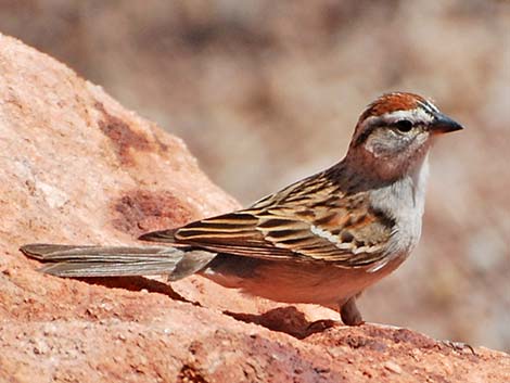 Chipping Sparrow (Spizella passerina)