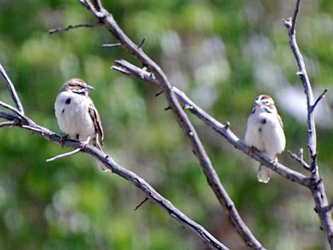 Lark Sparrow (Chondestes grammacus)