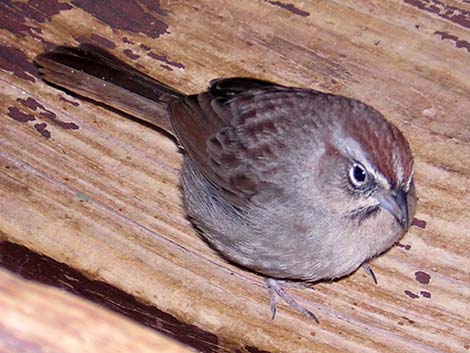 Rufous-crowned Sparrow (Aimophila ruficeps)