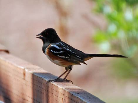 Spotted Towhees (Pipilo maculatus)