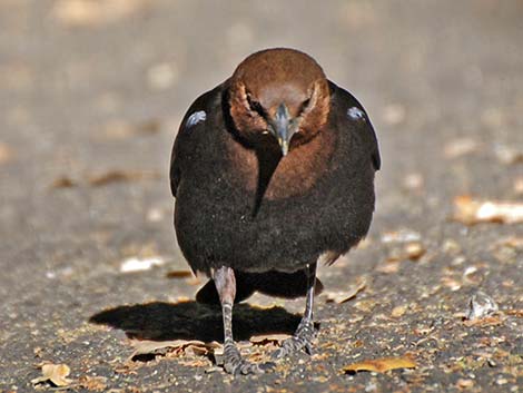 Brown-headed Cowbird (Molothrus ater)