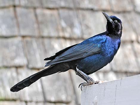  Boat-tailed Grackle (Quiscalus major)