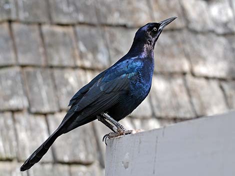 Boat-tailed Grackle (Quiscalus major)