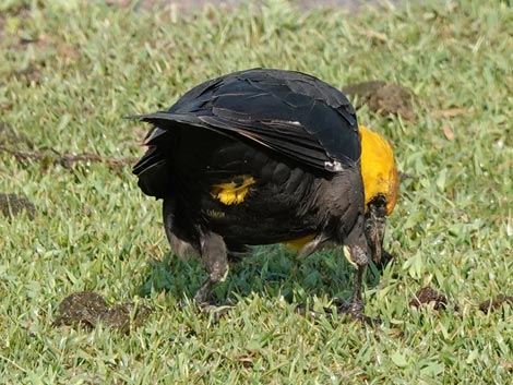 Yellow-headed Blackbird (Xanthocephalus xanthocephalus)