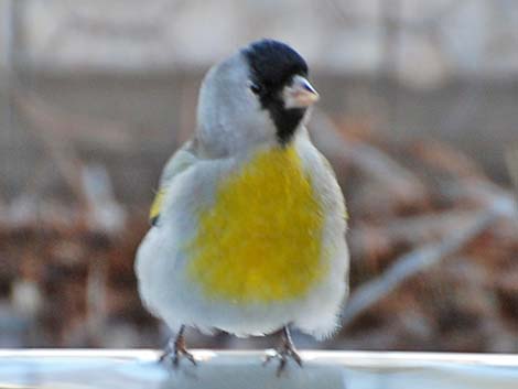 Lawrence's Goldfinch (Spinus lawrencei)
