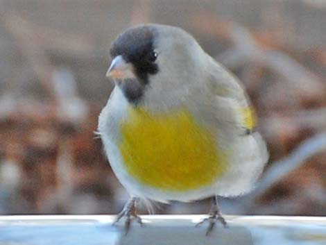 Lawrence's Goldfinch (Spinus lawrencei)