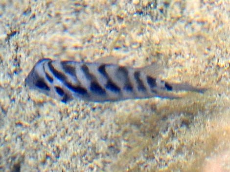 Tropical Aquarium Fish (Several Non-native Species)