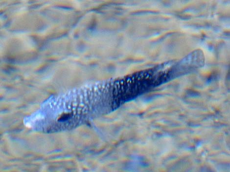 Tropical Aquarium Fish (Several Non-native Species)