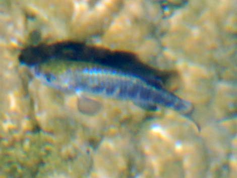 Ash Meadows Amargosa Pupfish (Cyprinodon nevadensis mionectes)