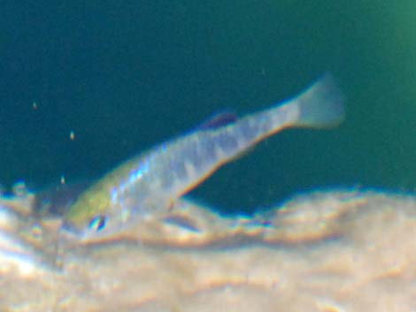 Ash Meadows Amargosa Pupfish (Cyprinodon nevadensis mionectes)